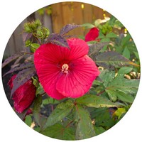 Hibiscus Moscheutos