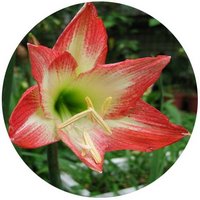 Hippeastrum