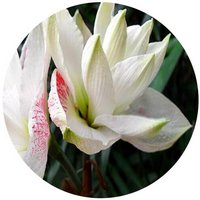 Hippeastrum Reticulatum