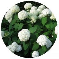 Hortensia - Hydrangea