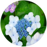 Hortensia - Hydrangea