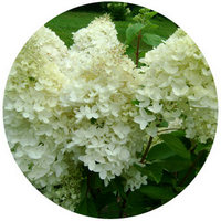 Hydrangea Grandiflora