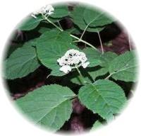 Hydrangea Arborescens