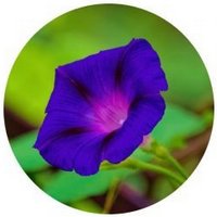 Ipomoea Stans - Tumbavaquero