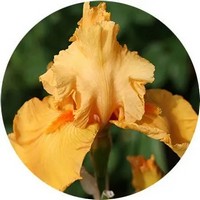 Iris Florentina