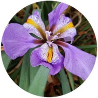 Iris