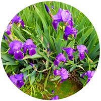 Iris Pallida