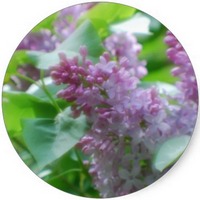Lilac - Syringa Vulgaris