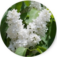 Syringa Vulgaris