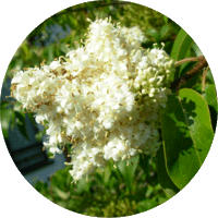 Syringa Reticulata