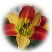 Lilium