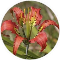 Lilium