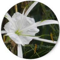 Hymenocallis Littoralis