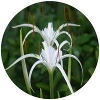 Hymenocallis Speciosa