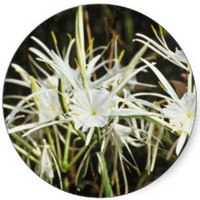 Hymenocallis Littoralis