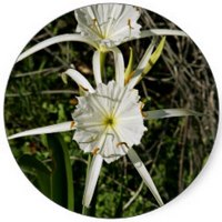 Hymenocallis Littoralis