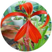 Sprekelia Formosissima - Lirio Azteca