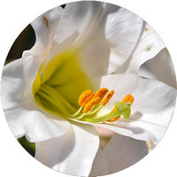 Lilium Candidum