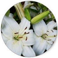 Lilium Candidum