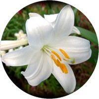 Lilium Candidum