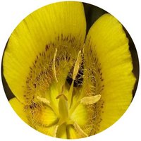 Sego Lily - Calochortus Luteus