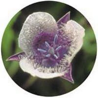 Calochortus Tolmiei