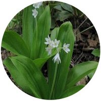 Clintonia Uniflore