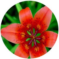 Lilium Dauricum