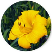 Hemerocallis - Daylily