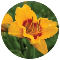 Hemerocallis - Daylily