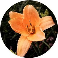 Hemerocallis - Daylily