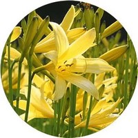 Hemerocallis