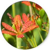 Lilium Lancifolium
