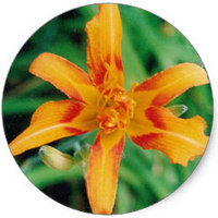 Lilium Lancifolium