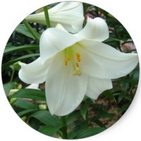 Lilium Longiflorum - Easter Lily