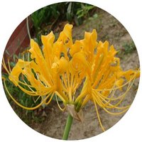 Lycoris Aurea