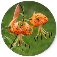 Lilium Martagon