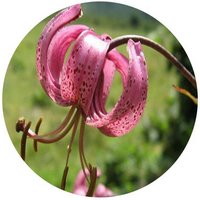 Lilium Martagon