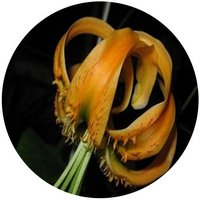 Lilium Rosthornii - Rosthorn's Lily