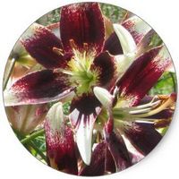 Lilium Stargazer
