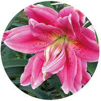 Stargazer - Lilium Orientalis