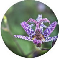 Tricyrtis Formosana