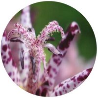 Lirio - Tricyrtis Macropoda