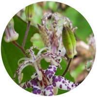 Lirio - Tricyrtis Macropoda