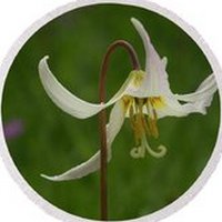 Erythronium Americanum