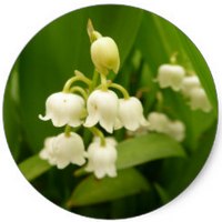 Convallaria Majalis-Muguet