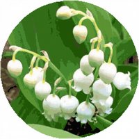 Convallaria Majalis-Muguet-Lirio del Valle