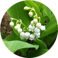 Convallaria Majalis-Muguet-Lirio del Valle