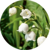 Convallaria Majalis-Muguet-Lirio del Valle