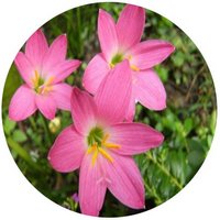 Zephyranthes Candida